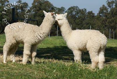 249 ( Hunter Absolute x Hunter Countess) & 250 ( Hunter Absolute x Hunter Lady) - Sept 2011