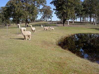 Grazing Alpacas @ East Maitland