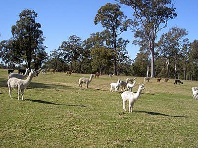 Alpacas Always on the go @ East Maitland