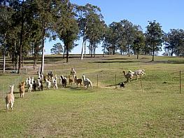 Hunter Alpaca Stud  in the Hunter