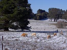 Hunter Alpaca Stud at Oberon