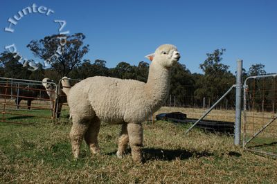 On The Farm