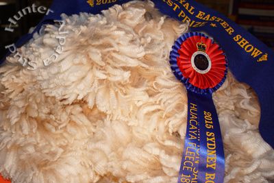 Champion Huacaya Fleece 18 &amp;lt; 30 months Sydney Royal 2015